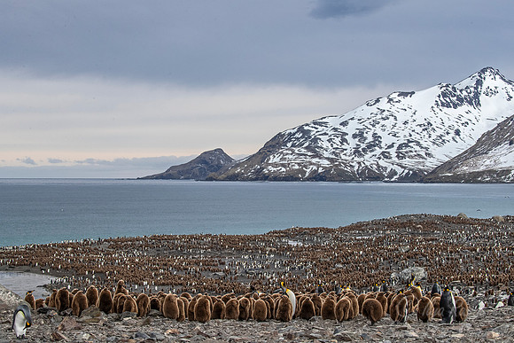 104 King Penguins (Aptenodytes patagonicus) - South Georgia Island