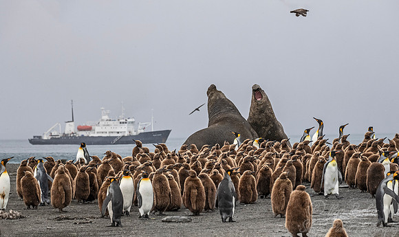 106 King Penguins (Aptenodytes patagonicus) and Southern Elephan Seals (Mirounga leonina) - South Georgia Island