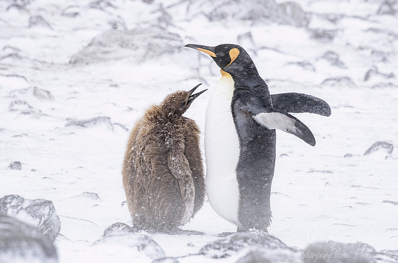 108 King Penguin with chick (Aptenodytes patagonicus) - South Georgia Island