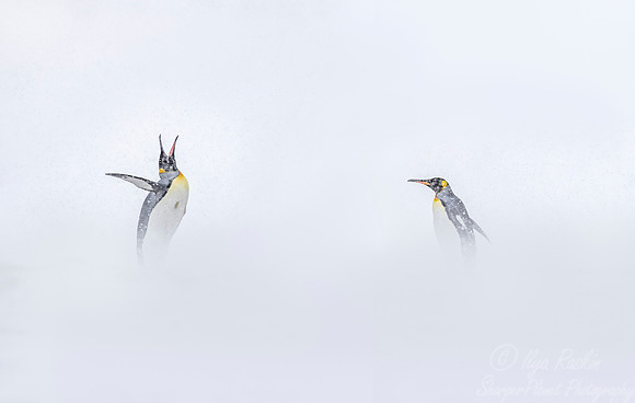 110 King Penguins (Aptenodytes patagonicus) - South Georgia Island