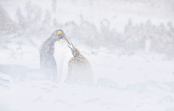 112 King Penguins (Aptenodytes patagonicus) - South Georgia Island
