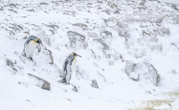 117 King Penguins (Aptenodytes patagonicus) - South Georgia Island