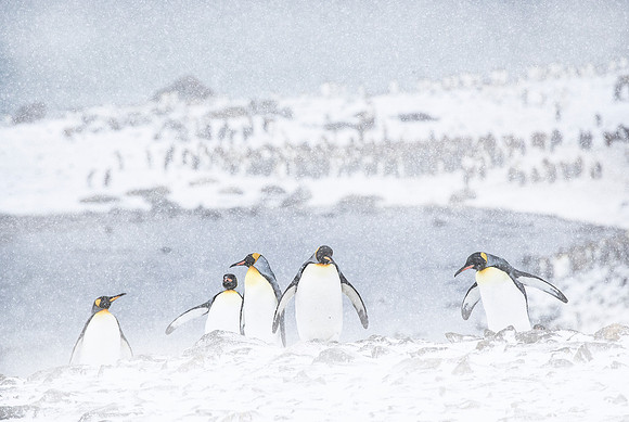 118 King Penguins (Aptenodytes patagonicus) - South Georgia Island