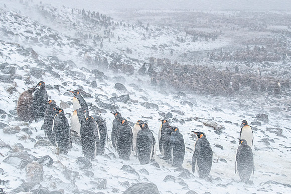 119 King Penguins (Aptenodytes patagonicus) - South Georgia Island