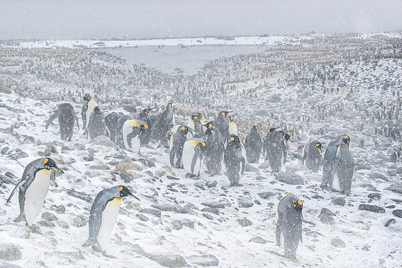 120 King Penguins (Aptenodytes patagonicus) - South Georgia Island