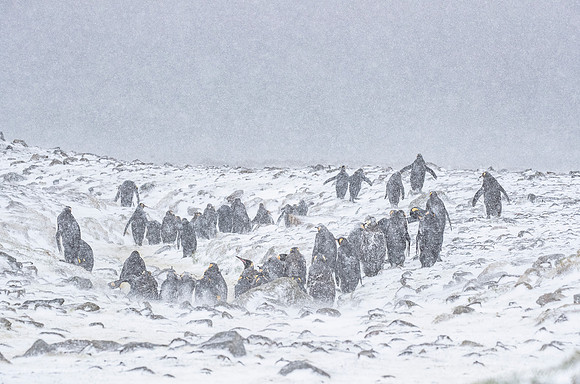 121 King Penguins (Aptenodytes patagonicus) - South Georgia Island