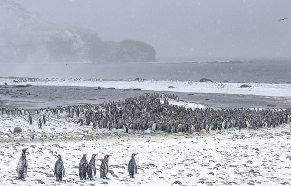 122 King Penguins (Aptenodytes patagonicus) - South Georgia Island