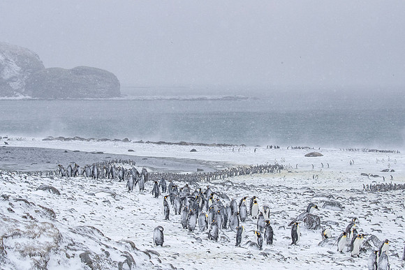 123 King Penguins (Aptenodytes patagonicus) - South Georgia Island