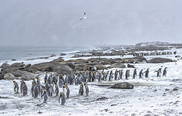 124 King Penguins (Aptenodytes patagonicus) - South Georgia Island