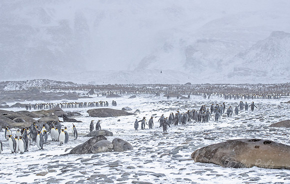125 King Penguins (Aptenodytes patagonicus) - South Georgia Island