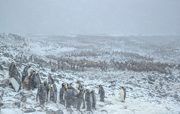 126 King Penguins (Aptenodytes patagonicus) - South Georgia Island