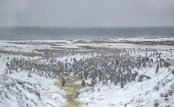 127 King Penguins (Aptenodytes patagonicus) - South Georgia Island
