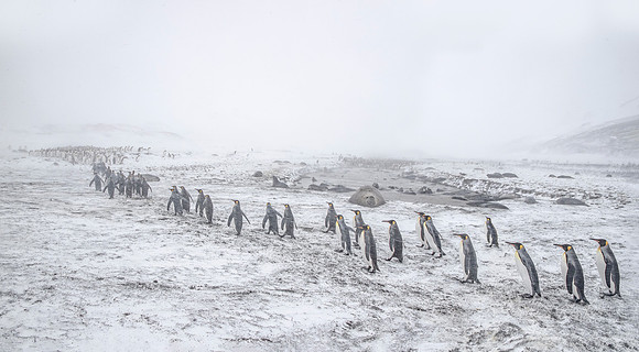 128 King Penguins (Aptenodytes patagonicus) - South Georgia Island