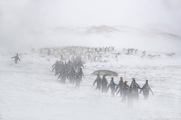 129 King Penguins (Aptenodytes patagonicus) - South Georgia Island