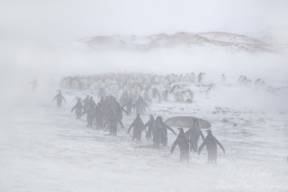 130 King Penguins (Aptenodytes patagonicus) - South Georgia Island