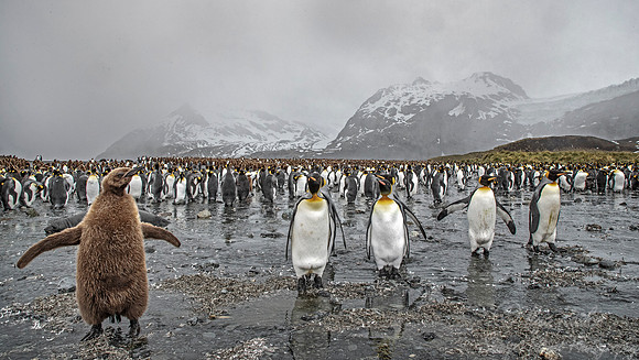 131 King Penguins (Aptenodytes patagonicus) - South Georgia Island