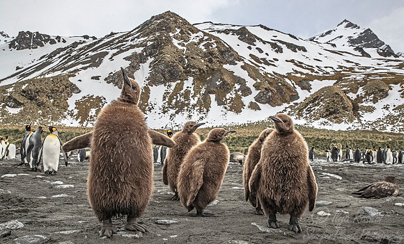 132 King Penguins (Aptenodytes patagonicus) - South Georgia Island