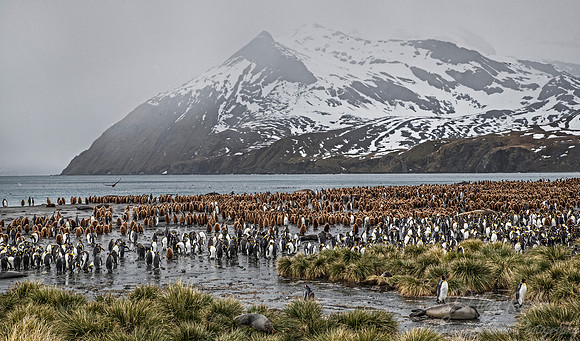 133 King Penguins (Aptenodytes patagonicus) - South Georgia Island