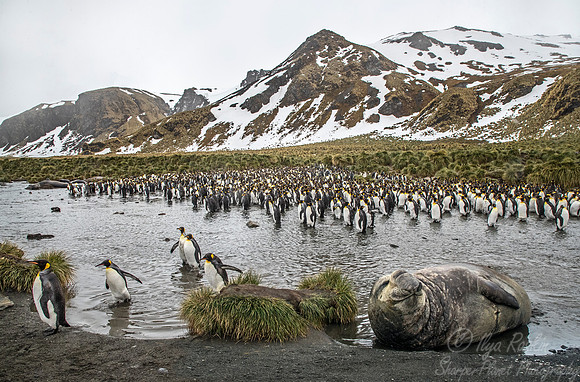 134 King Penguins (Aptenodytes patagonicus) - South Georgia Island