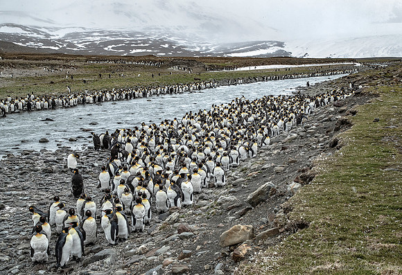 135 King Penguins (Aptenodytes patagonicus) - South Georgia Island