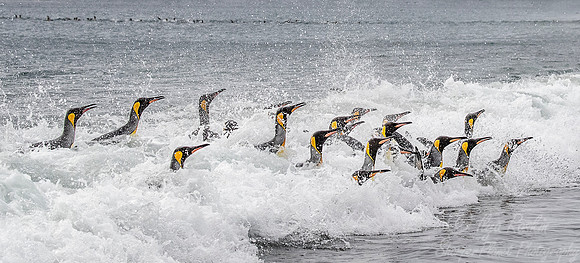 136 King Penguins (Aptenodytes patagonicus) - South Georgia Island