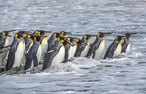 137 King Penguins (Aptenodytes patagonicus) - South Georgia Island