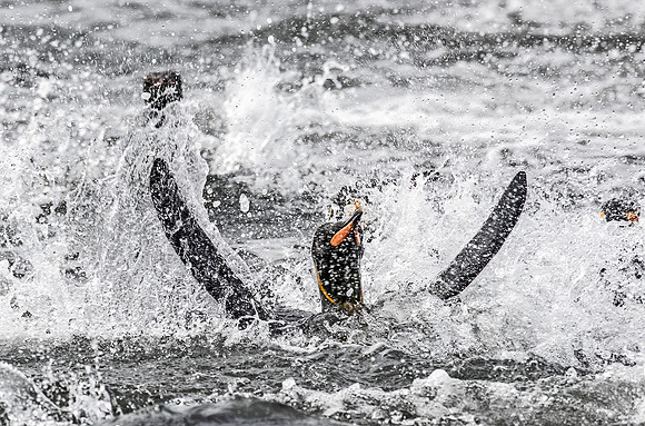 138 King Penguins (Aptenodytes patagonicus) - South Georgia Island