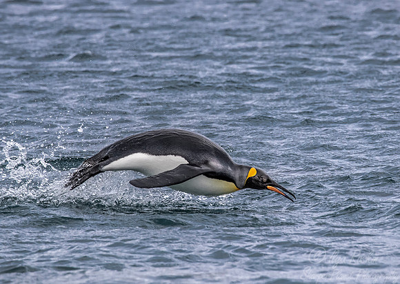 139 King Penguin (Aptenodytes patagonicus) - South Georgia Island