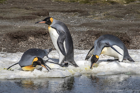 140 King Penguins (Aptenodytes patagonicus) - South Georgia Island