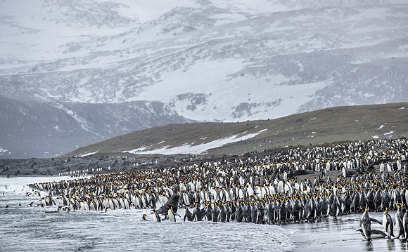 141 King Penguins (Aptenodytes patagonicus) - South Georgia Island