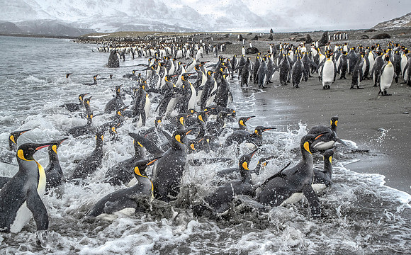142 King Penguins (Aptenodytes patagonicus) - South Georgia Island