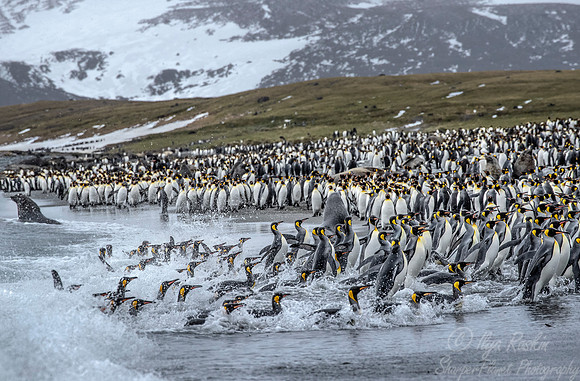 143 King Penguins (Aptenodytes patagonicus) - South Georgia Island