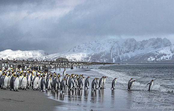 144 King Penguins (Aptenodytes patagonicus) - South Georgia Island