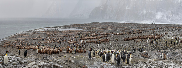 159 King Penguins (Aptenodytes patagonicus) - South Georgia Island