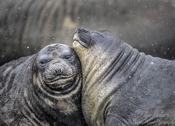196 Southern Elephant Seals (Mirounga leonina) - South Georgia Island