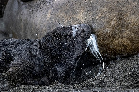 195 Southern Elephant Seal cub (Mirounga leonina) - South Georgia Island