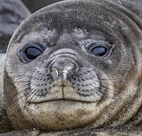 195 Southern Elephant Seals (Mirounga leonina) - South Georgia Island