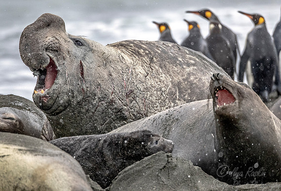 193 Southern Elephant Seal (Mirounga leonina) - South Georgia Island