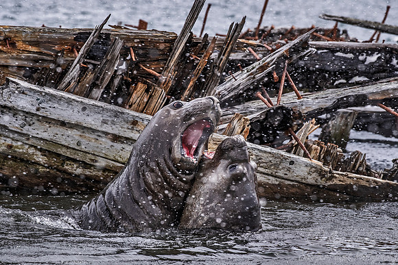 194 Southern Elephant Seals (Mirounga leonina) - South Georgia Island