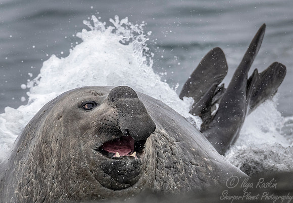 197 Southern Elephant Seal (Mirounga leonina) - South Georgia Island