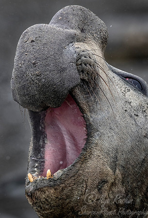 197 Southern Elephant Seals (Mirounga leonina) - South Georgia Island