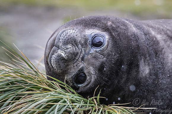 198 Southern Elephant Seals (Mirounga leonina) - South Georgia Island