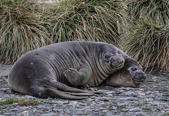 199 Southern Elephant Seals (Mirounga leonina) - South Georgia Island
