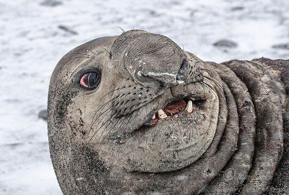 200 Southern Elephant Seals (Mirounga leonina) - South Georgia Island