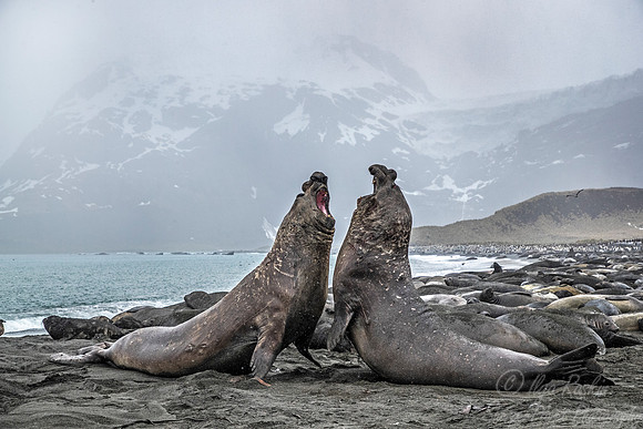 201 Southern Elephant Seals (Mirounga leonina) - South Georgia Island