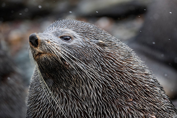 202  Antarctic fur seal (Arctocephalus gazella)) - South Georgia Island