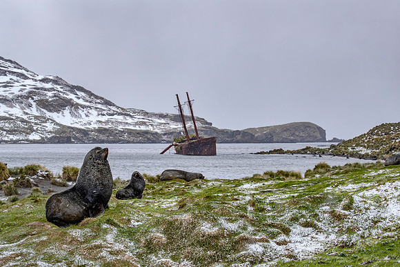 203  Antarctic fur seals (Arctocephalus gazella)) - South Georgia Island