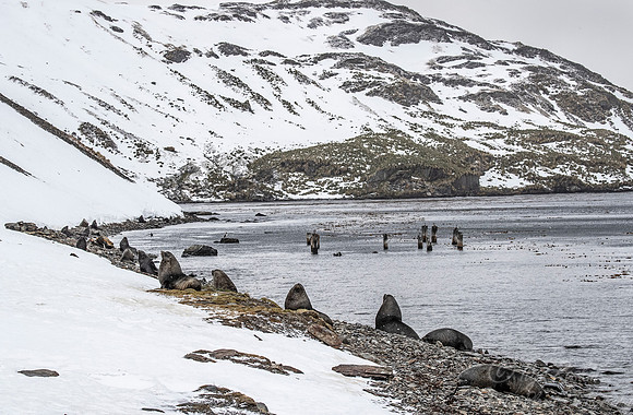 204  Antarctic fur seals (Arctocephalus gazella)) - South Georgia Island