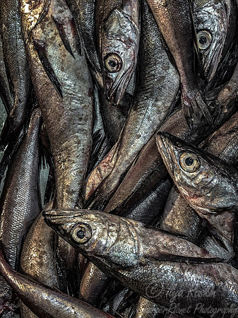 015 Fish Market - Santiago Chile