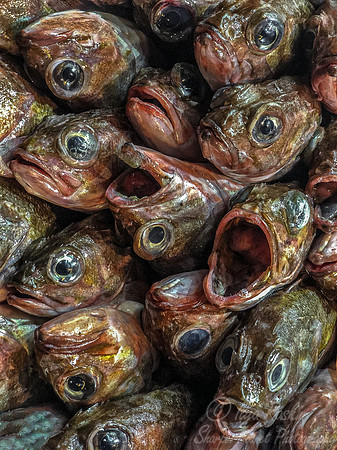 017 Fish Market - Santiago Chile
